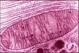 mitokondrium.jpg